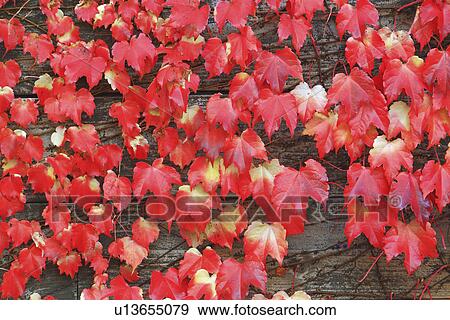 Stock Photo - Japanese Ivy in Autumn. Fotosearch
