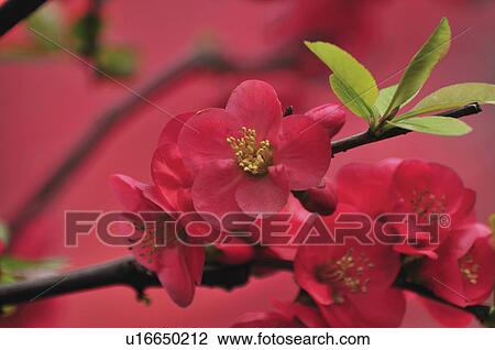 Stock Image - Japanese Quince Flowers. Fotosearch