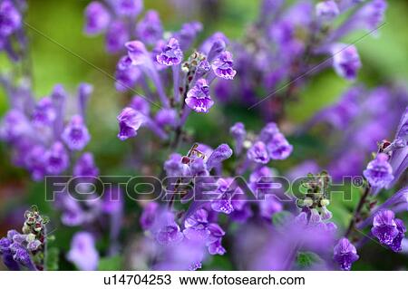 Japanese Skullcap Flowers View Large Photo Image Stock Image - Japanese Skullcap Flowers. Fotosearch