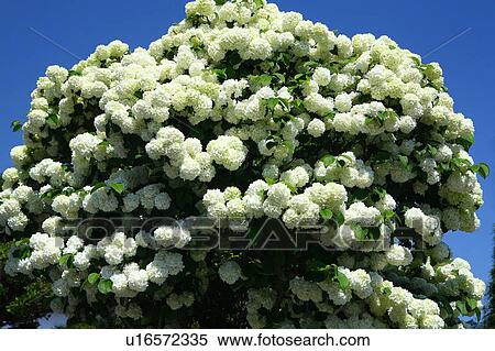 Japanese Snowball Flowers View Large Photo Image Stock Photography - Japanese Snowball Flowers. Fotosearch
