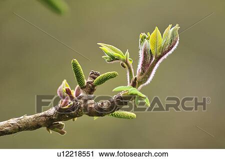 Stock Image - Japanese Walnut Tree Bu dding. Fotosearch