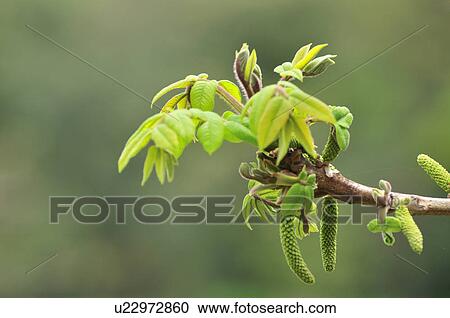 Japanese Walnut Tree View Large Photo Image Stock Image - Japanese Walnut Tree. Fotosearch