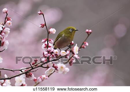 Stock Photo - Japanese White-eye on Plum Blossom Tree, Chuo Ward, Tokyo Prefecture, Honshu, Japan . Fotosearch