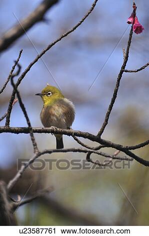 Stock Image - Japanese White-eye. Fotosearch
