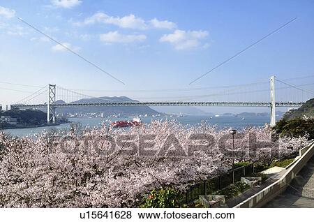 Stock Photo - Kanmonkyo Bridge and Cherry Blossom Trees. Fotosearch
