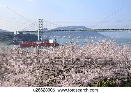 Stock Photography - Kanmonkyo Bridge and Cherry Blossom Trees. Fotosearch