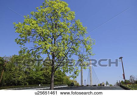 Stock Image - Kiba Park in Spring. Fotosearch