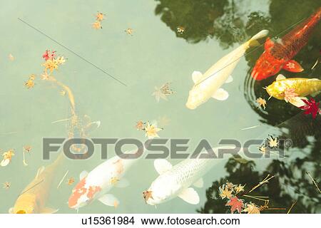Koi Carps View Large Photo Image Picture - Koi Carps. Fotosearch
