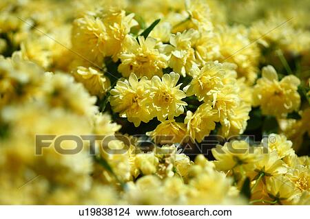 Picture - Lady Banks' Rose. Fotosearch