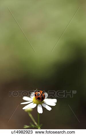 Ladybird on Chamomile Flower View Large Photo Image Stock Image - Ladybird on Chamomile Flower. Fotosearch