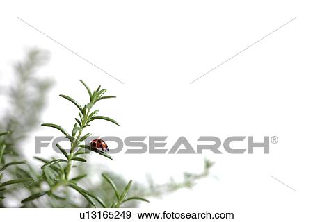 Ladybird on Rosemary View Large Photo Image Stock Photo - Ladybird on Rosemary. Fotosearch