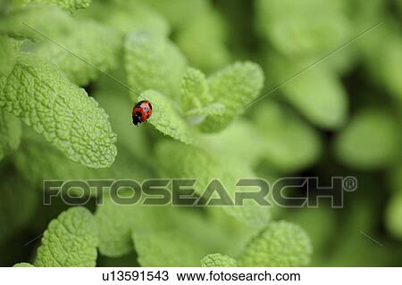 Stock Image - Ladybird on Sage Leaf. Fotosearch