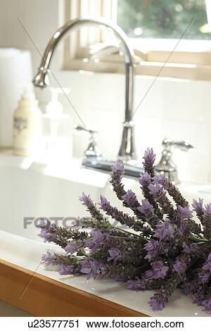 Lavenders on Sink View Large Photo Image Stock Image - Lavenders on Sink. Fotosearch
