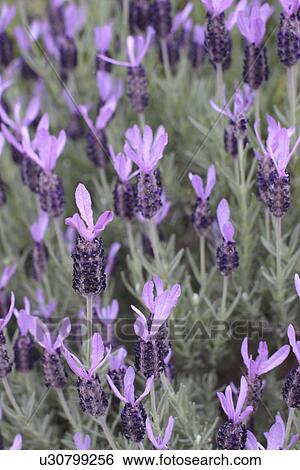 Stock Photograph - Lavenders. Fotosearch