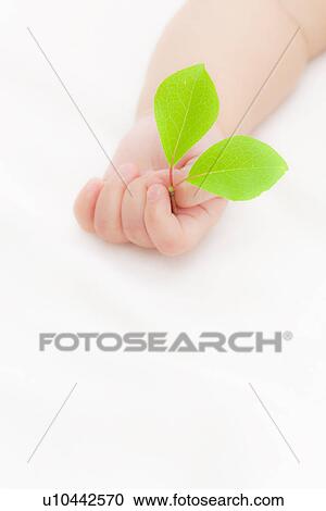 Stock Image - Leaf in Baby's Hand. Fotosearch