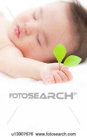 Leaf in Baby's Hand View Large Photo Image Stock Photograph - Leaf in Baby's Hand. Fotosearch