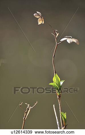 Stock Photo - Leaves on hydrangea bush, Tokyo Prefecture, Honshu, Japan. Fotosearch