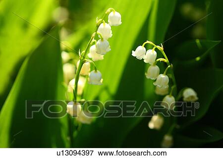 Lily of the valley View Large Photo Image Stock Photo - Lily of the valley. Fotosearch