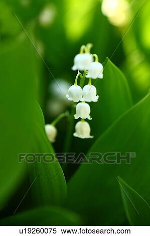 Lily of the valley View Large Photo Image Stock Photography - Lily of the valley. Fotosearch