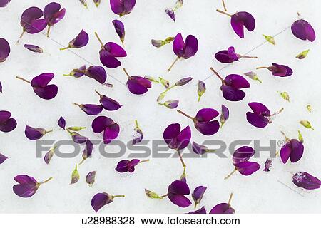 Stock Photo - Lupine Petals. Fotosearch