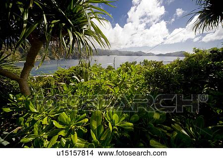 Picture - Lush Foliage in chichi-jima. Fotosearch