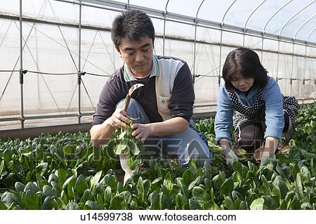 Stock Photo - Man and Woman Harvesting Spinach. Fotosearch