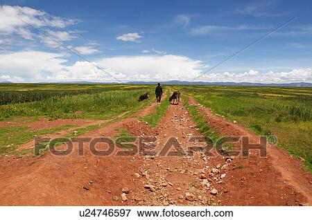 Man with cows walking on dirt road, Andes, Peru View Large Photo Image Stock Photo - Man with cows walking on dirt road, Andes, Peru. Fotosearch