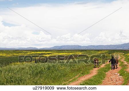 Stock Photo - Man with cows walking on dirt road, Andes, Peru. Fotosearch