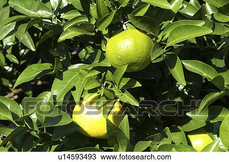 Mandarin Orange Fruits View Large Photo Image Stock Image - Mandarin Orange Fruits. Fotosearch