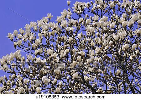Stock Image - Mangolia Blossoms. Fotosearch