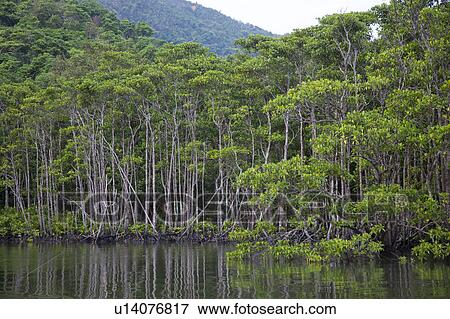Stock Photo - Mangrove Trees at Nakama River. Fotosearch