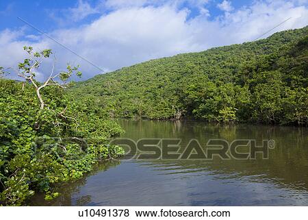 Stock Photo - Mangrove Trees. Fotosearch
