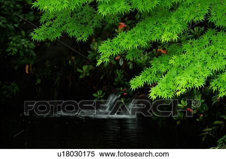 Maple Leaves Over Spring View Large Photo Image Stock Photography - Maple Leaves Over Spring. Fotosearch