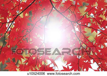 Stock Photograph - Maple Leaves. Fotosearch