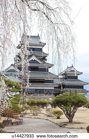 Stock Image - Matsumoto Castle and Cherry Blossoms. Fotosearch