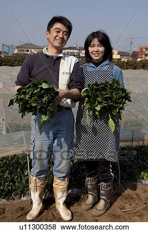 Stock Photo - Mature Couple Harvesting Spinach. Fotosearch