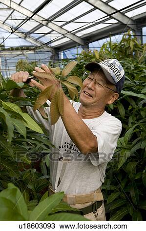 Mature Man Trimming Mango Plants View Large Photo Image Stock Image - Mature Man Trimming Mango Plants. Fotosearch