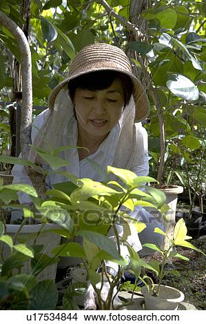 Mature woman gardening View Large Photo Image Picture - Mature woman gardening. Fotosearch