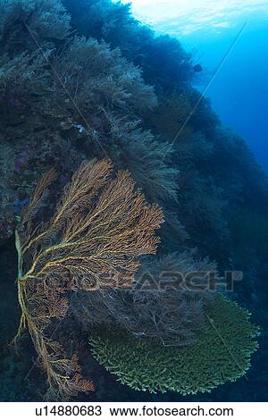 Stock Image - Melithaea Flabellifera and Coral. Fotosearch