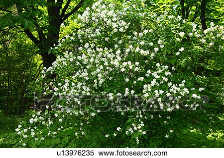 Stock Photography - Mock Orange Blossoms. Fotosearch