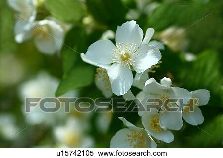 Mock Orange Blossoms View Large Photo Image Stock Photography - Mock Orange Blossoms. Fotosearch