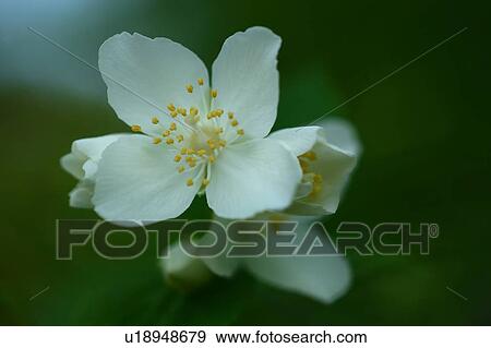 Stock Photo - Mock Orange Flower. Fotosearch