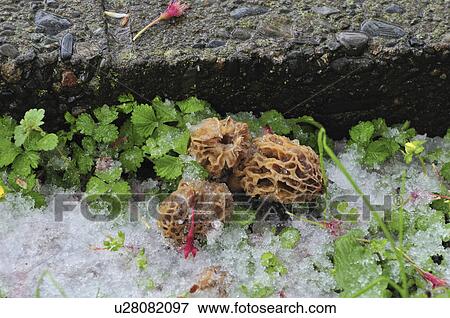 Morel Mushrooms in Snow View Large Photo Image Stock Photo - Morel Mushrooms in Snow. Fotosearch