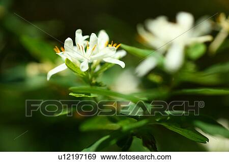 Morrow's Honeysuckle View Large Photo Image Stock Photo - Morrow's Honeysuckle. Fotosearch