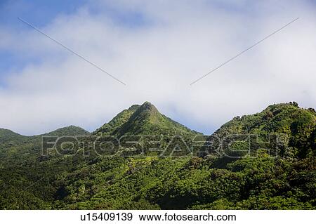 Stock Photo - Mountain Covered in Forest. Fotosearch