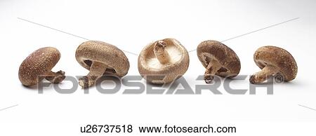 Stock Photo - Mushrooms. Fotosearch