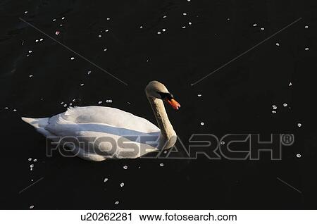 Stock Image - Mute Swan. Fotosearch