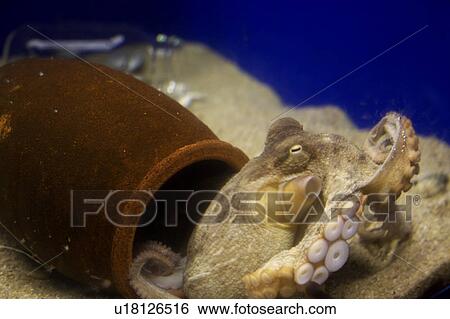 Stock Photograph - Octopus and vase, Kobe City, Hyogo Prefecture, Japan. Fotosearch