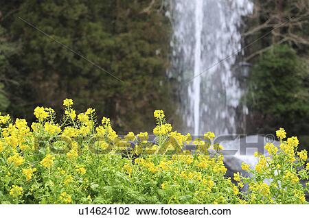 Oilseed rape and fountain, Narita city, Chiba Prefecture, Honshu, Japan View Large Photo Image Stock Image - Oilseed rape and fountain, Narita city, Chiba Prefecture, Honshu, Japan. Fotosearch