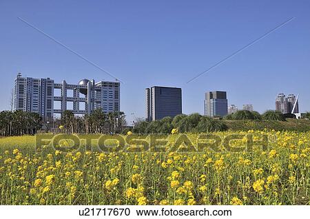 Oilseed Rape Field and Fuji TV Building View Large Photo Image Stock Image - Oilseed Rape Field and Fuji TV Building. Fotosearch
